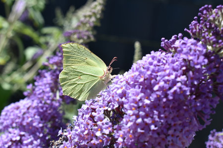 butterfly on a purple butterfly bush in the garden in summer