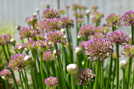 Close up of purple Allium flowers in full bloom in a gardenの写真素材