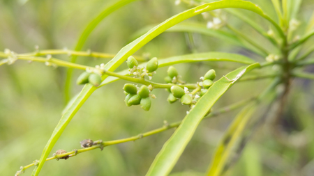 green budの写真素材