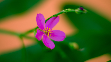 Five Ring Purpleの写真素材