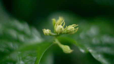 Little Head close upの写真素材