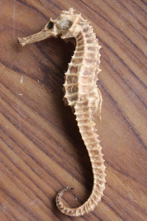 seahorseの写真素材