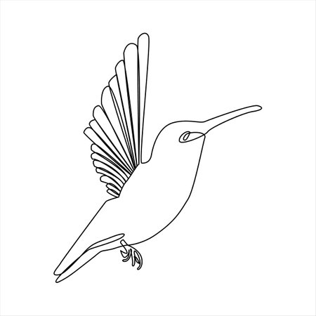continuous line drawing of hummingbird. Vector illustration isolated on white background.のイラスト素材