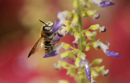 Busy Bee