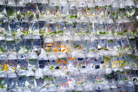 Aquarium fish displayed in plastic bags for sale in the Goldfish market in Mong Kok, Hong Kong.の写真素材