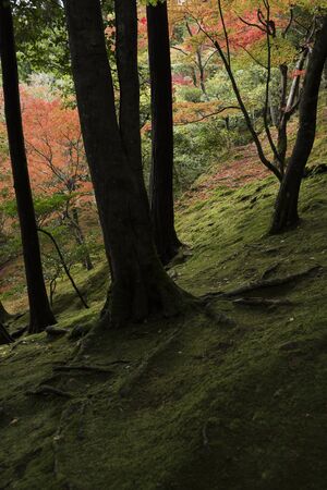 Dark autumn forest with Japanese Maple trees and moss covered ground.