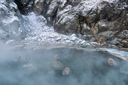 Monkeys in the Jigokudani Snow Monkey Park, Kanbayashi Onsen, Japan.の写真素材