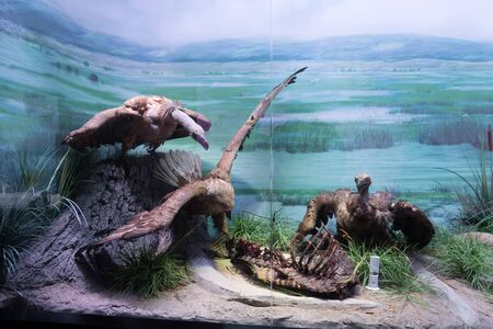 Bucharest, Romania - Dec 15, 2019: Stuffed wildlife diorama inside Grigore Antipa National Museum of Natural History in Bucharest Romaniaのeditorial素材