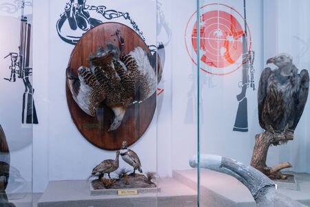 Bucharest, Romania - Dec 15, 2019: Stuffed wildlife diorama inside Grigore Antipa National Museum of Natural History in Bucharest Romaniaのeditorial素材