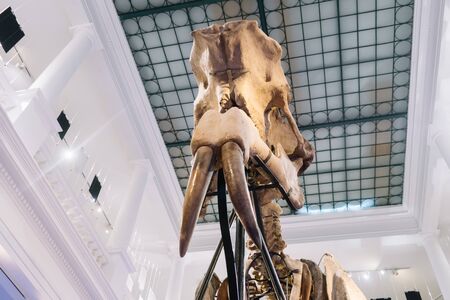 Bucharest, Romania - Dec 15, 2019: Exhibition in the âGrigore Antipaâ National Museum of Natural History in Bucharest, Romania. The deinotherium giganteum fossil on display iのeditorial素材