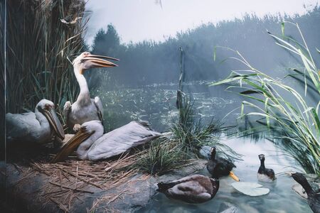 Bucharest, Romania - Dec 15, 2019: Stuffed wildlife diorama inside Grigore Antipa National Museum of Natural History in Bucharest Romaniaのeditorial素材