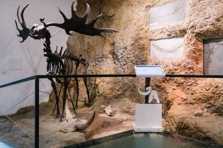 Bucharest, Romania - Dec 15, 2019: Exhibition in the âGrigore Antipaâ National Museum of Natural History in Bucharest, Romaniaのeditorial素材