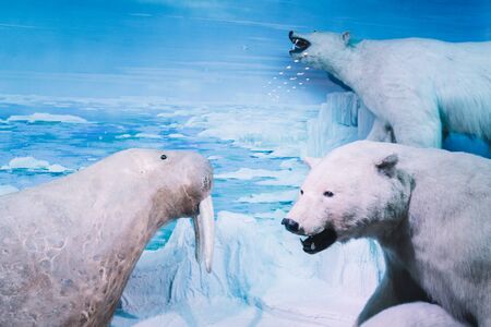 Bucharest, Romania - Dec 15, 2019: Stuffed wildlife diorama inside Grigore Antipa National Museum of Natural History in Bucharest Romaniaのeditorial素材