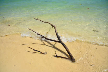 Langkawi Island, Kedah, Malaysia : Dead wood in the beach.の写真素材