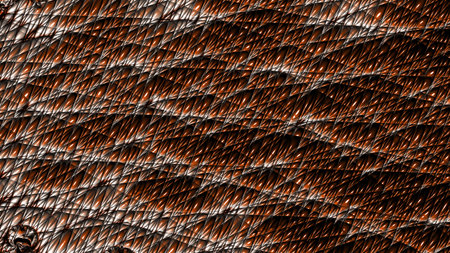 Fractal complex - Mandelbrot set detail, digital artwork for creative graphic design