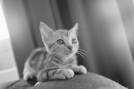 American Shorthair catの写真素材
