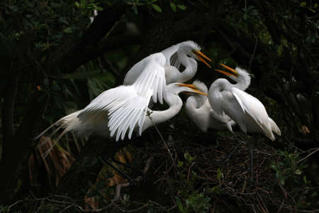 Great Egret (Ardea alba) feeding its chicks on their nest.の写真素材