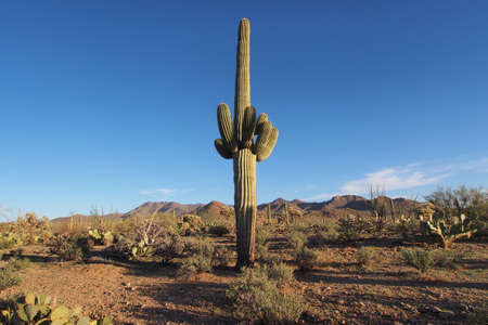 Saguaro, Carnegiea gigantea, and other cacti in the vicinity of Signal Hill in Saguaro National Park near Tucson, Arizona.の写真素材