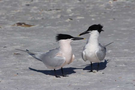Sandwich Terns, Thalasseus sandvicensis, engaged in courtship and mating behavior on the beach at Fort De Soto State Park, Florida.の写真素材