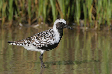 Black-bellied Plover, Pluvialis squatarola, walking on the mud flats of Fort De Soto State park.