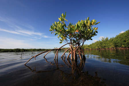 Young Mangrove trees in early morning light in Card Sound, Florida.の写真素材