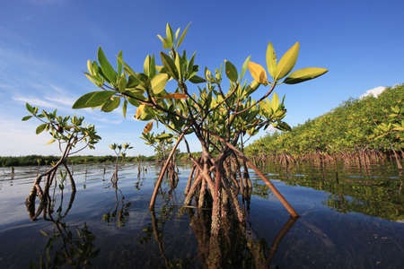 Young Mangrove trees in early morning light in Card Sound, Florida.の写真素材