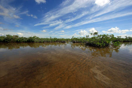 Mangrove trees under a dramatic cloudscape in the shallows of Barnes Sound, Florida.