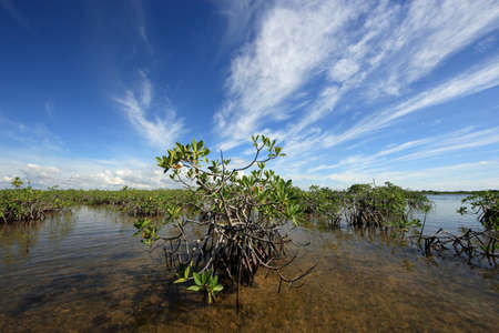 Mangrove trees under a dramatic cloudscape in the shallows of Barnes Sound, Florida.の写真素材