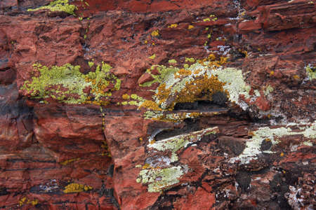 Closeup of colorful lichen on petrified wood in Petrified Forest National Park, Arizona.の写真素材