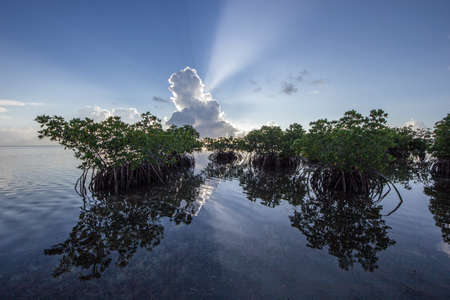 Sun rays emanating from behind a large cumulus cloud over Red Mangrove trees in Biscayne National Park, Florida.の写真素材