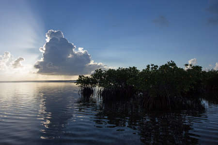 Sun rays emanating from behind a large cumulus cloud over Red Mangrove trees in Biscayne National...