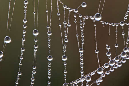 Dew covered spiderwebs in the sawgrass at sunrise in Everglades National Park, Florida.