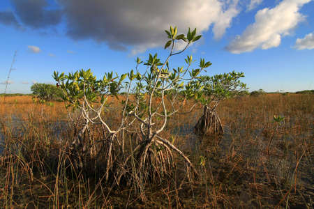 Dwarf Mangrove Trees in late afternoon light in Everglades National Park, Florida.の写真素材
