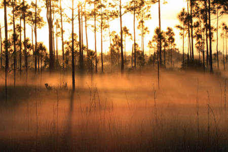 Backlit fog at sunrise in the pinelands of Everglades National Park, Floridaの写真素材