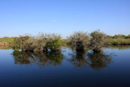 Pond Apple Trees in still water on the Anhinga Trail in Everglades National Park, Florida.
