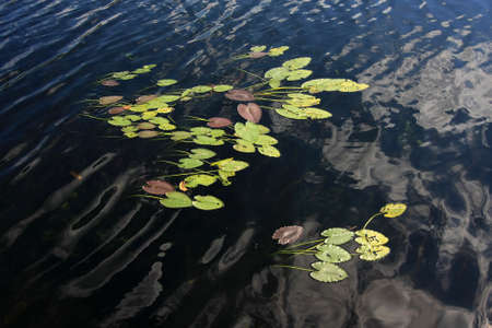 Lily Pads of the Anhinga Trail in Everglades National Park, Florida.