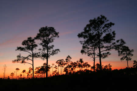 Sunset in the pinelands of Everglades National Park, Florida.の写真素材