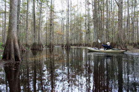 Fisheating Creek, Florida 11-18-2012 Active senior kayaks on Fisheating Creek on a tranquil autumn afternoon.のeditorial素材