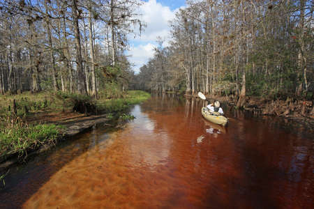 Fisheating Creek, Florida 01-13-2013 Active senior kayaks on the tannin-stained water of Fisheating Creek on a tranquil winter afternoon.のeditorial素材