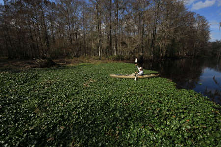 Active senior kayaker gets stuck in a raft of Water Hyacinth on Fisheating Creek, Florida.のeditorial素材