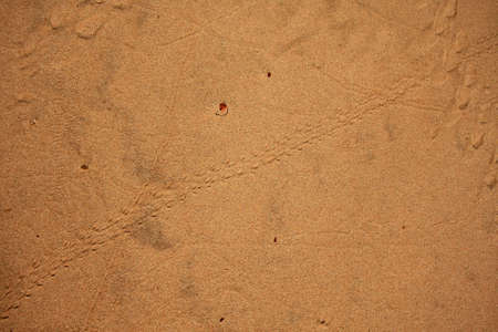 Small animal tracks in the sand in Grand Canyon National Park, Arizona.