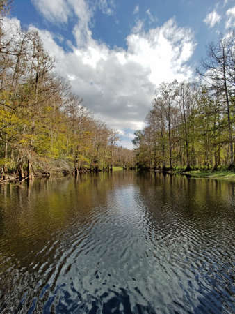Fisheating Creek, Florida, and its forested banks of cypress and oak trees reflected in its still waters in late autumn.の写真素材