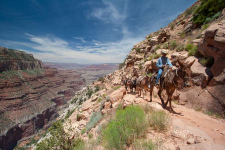 Grand Canyon National Park, Arizona - June 16, 2005: Mule train ascends South Kaibab Trail on South Rim of Grand Canyon on summer afternoon.のeditorial素材