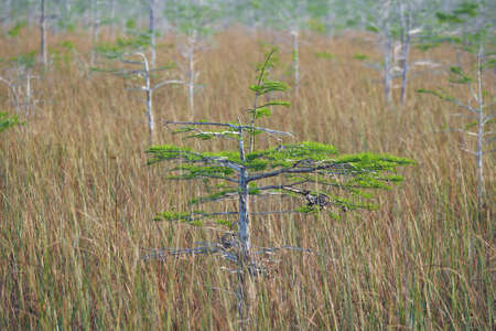 Young Bald Cypress Tree, Taxodium distichum, in the sawgrass prairie of Everglades National Park, Florida in early spring.の写真素材