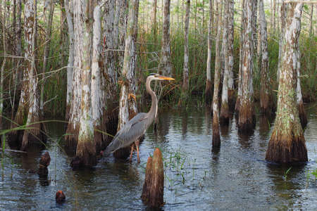 Great Blue Heron, Ardea herodias, wading among Cypress Trees in Everglades National Park, Florida in early spring.の写真素材
