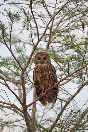 Barred Owl, Strix varia, perched in Cypress Tree in Everglades National Park, Florida in early spring.の写真素材