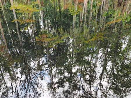 Wooded shores and clouds reflected on the still water of Fisheating Creek, Florida on autumn afternoon.の写真素材