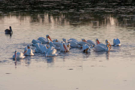 American White Pelicans - Pelecanus erythrorhynchos - feeding in Ding Darling National Wildlife Refuge on Sanibel Island, Florida in winter.の写真素材