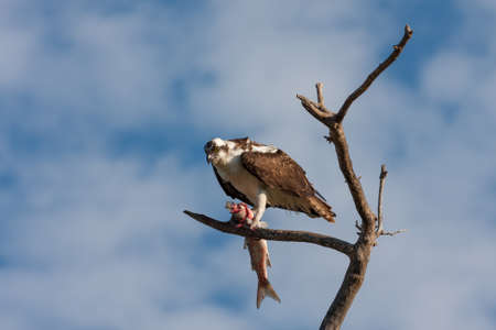 Osprey - Pandion haliaetus - perched on bare limb eating mullet against blue sky background with light clouds.の写真素材