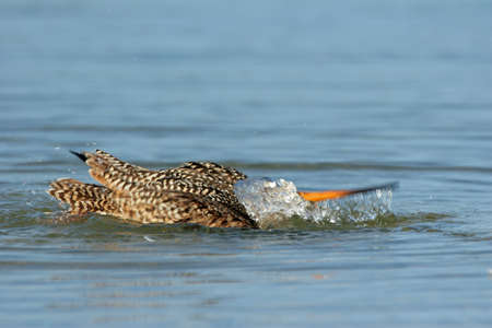 Marbled Godwit - Limosa fedoa - actively bathing in shallow water in Fort De Soto Park, Florida.の写真素材